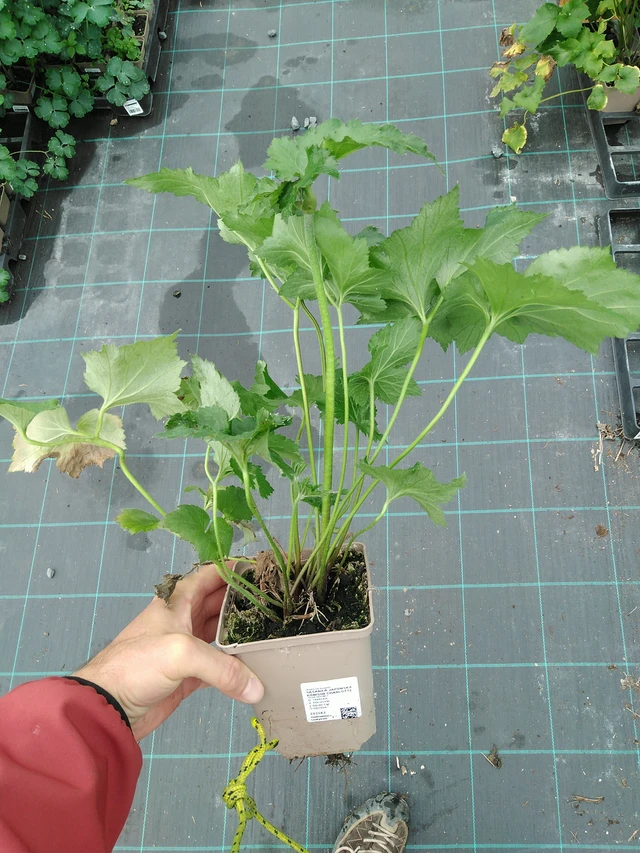 Anémona japonesa Königin Charlotte - 28. 7. 2025