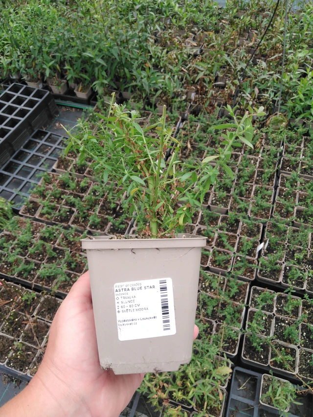 Asteri Blue Star - 2024