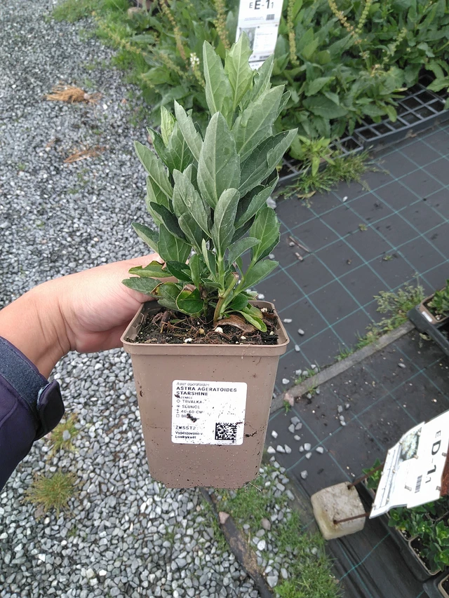 Aster ageratoides Starshine - 11. 7. 2025