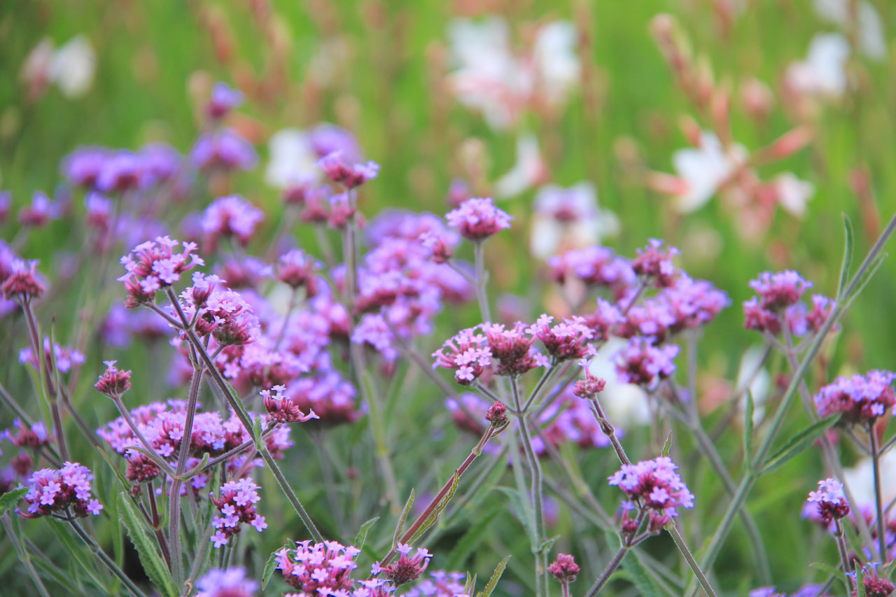 Verbena Lollipop, Loukykvět