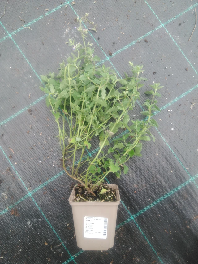 Šanta Six Hills Giant - 2024