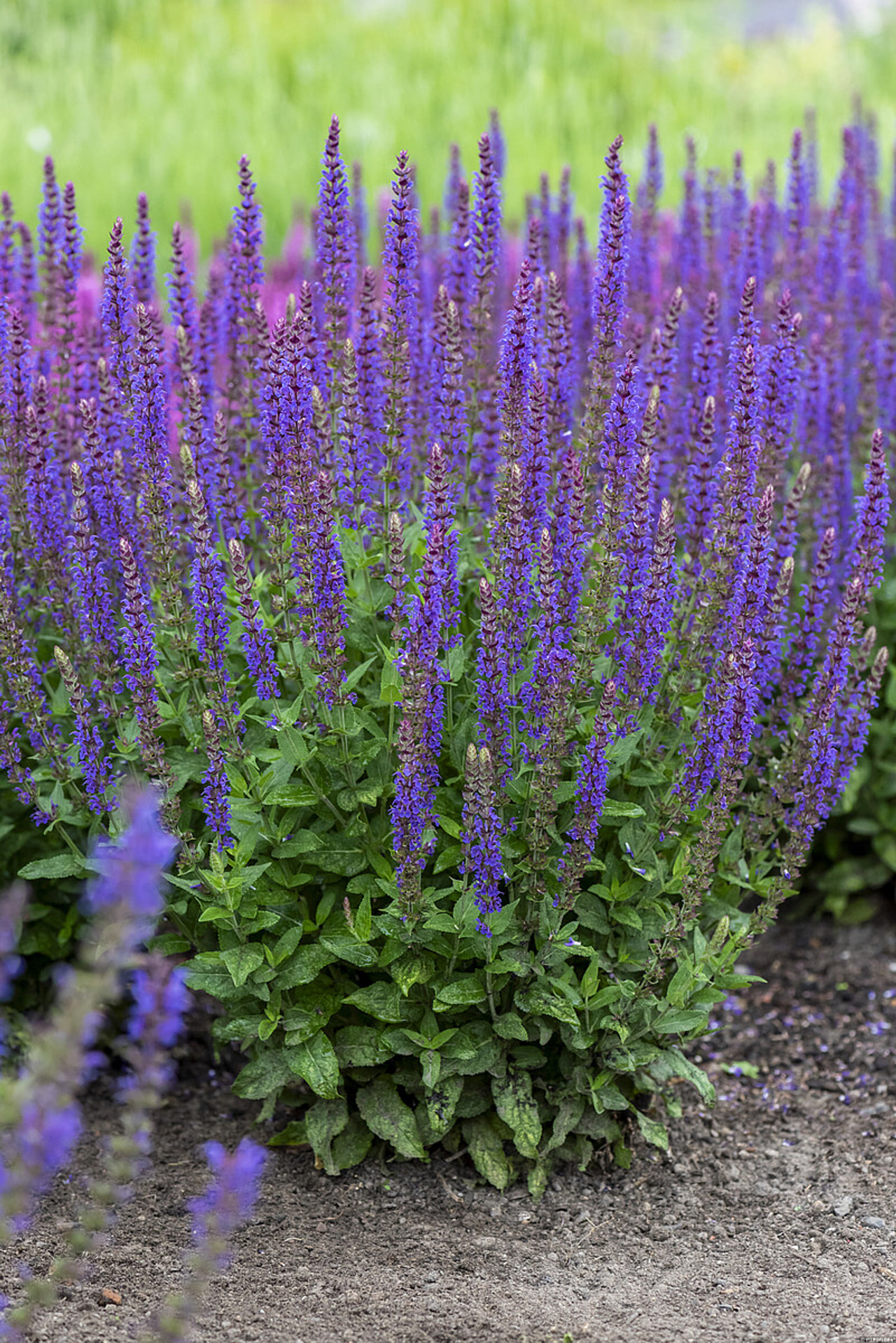 Šalvěj hajní Ostfriesland, Loukykvět
