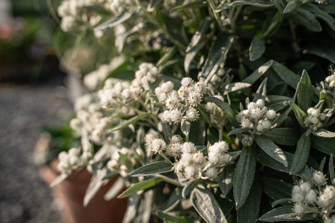 Plesnivka trojžilná Silver Wave, Loukykvět