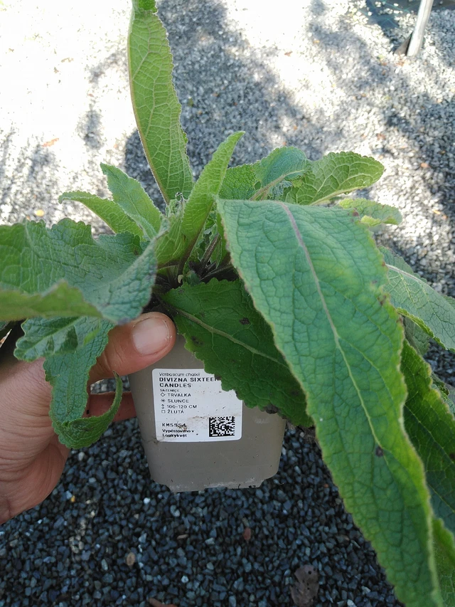 Tähkylä Sixteen Candles - 11. 9. 2025