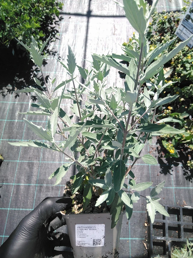 Perovskia Sterling Silver - 19. 8. 2025