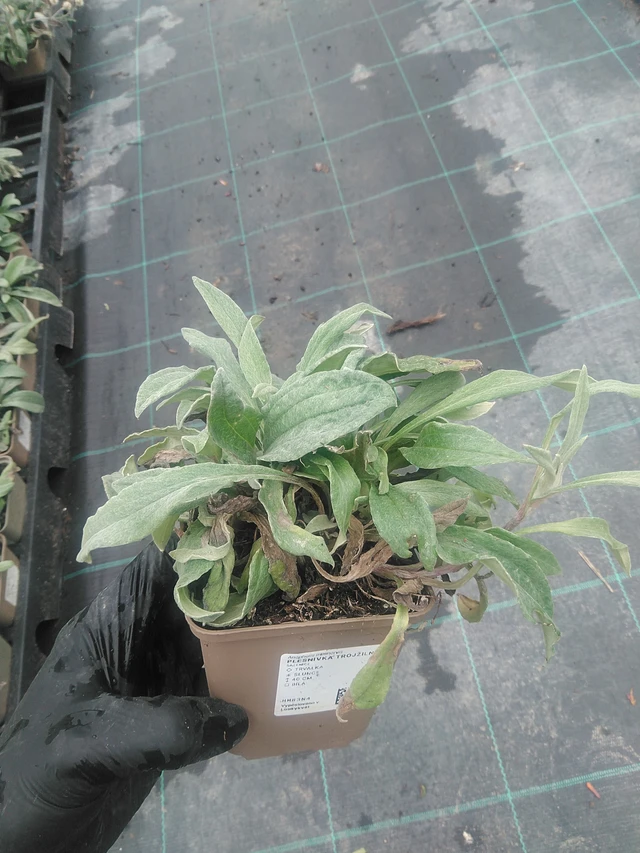 Anaphalis trojžilná - 10. 9. 2025