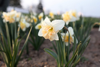 Narcis Palmares, Loukykvět