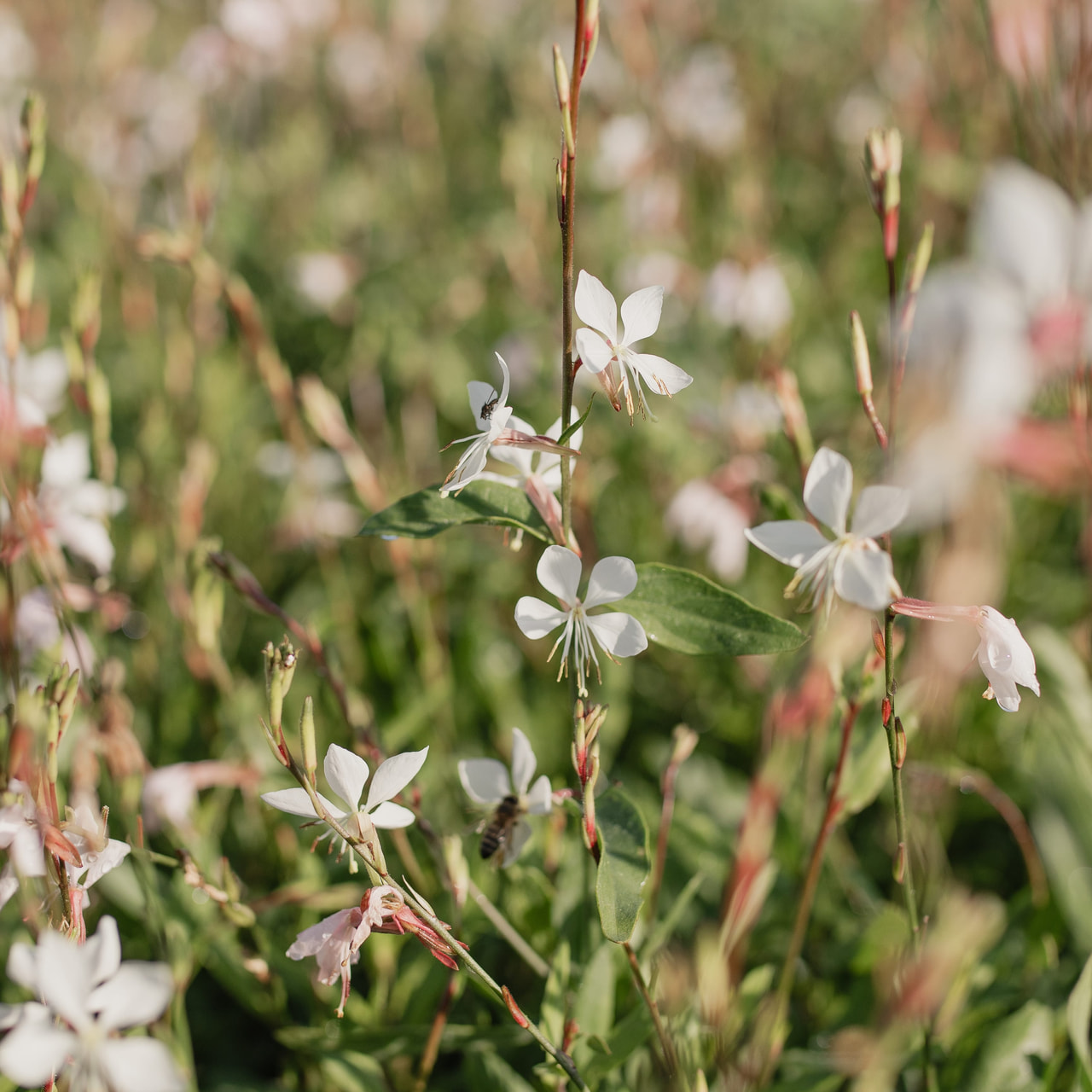 Prachtkerze Whirling Butterflies, Loukykvět