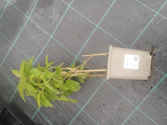 Maitohorsma Atropurpureum - 10. 10. 2025