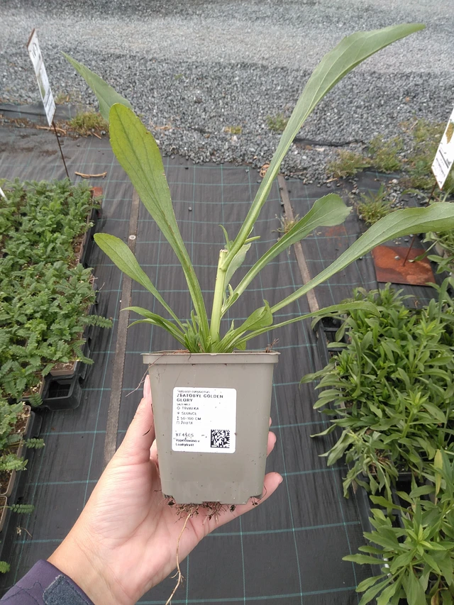 Kanadanpiisku Golden Glory - 11. 7. 2025