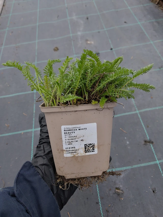 Cickafark White Beauty - 31. 3. 2026