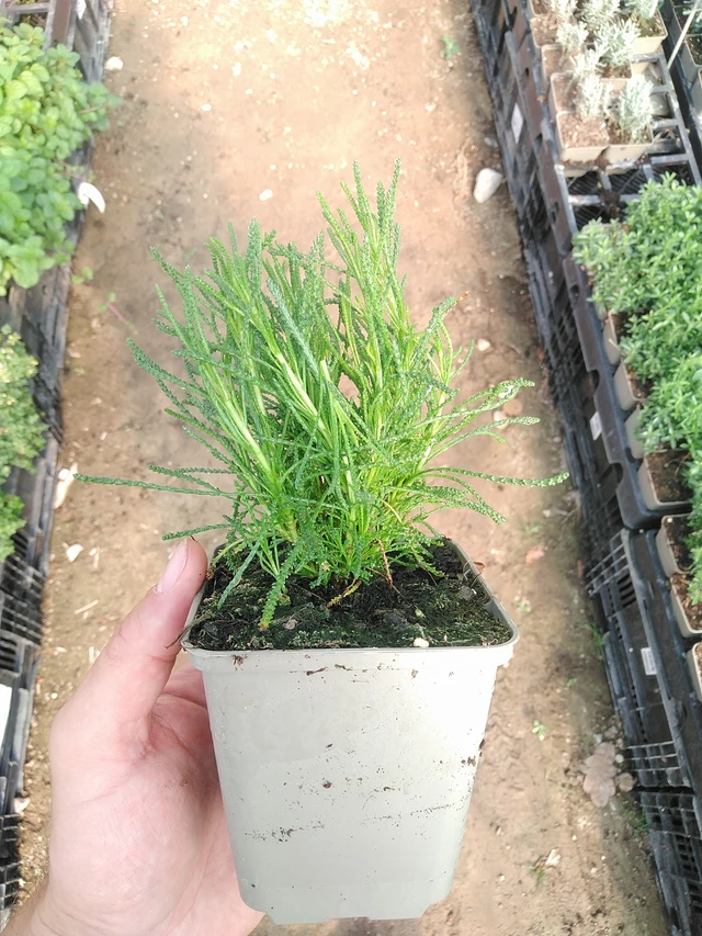 Svatolína olivová - 1. 7. 2025