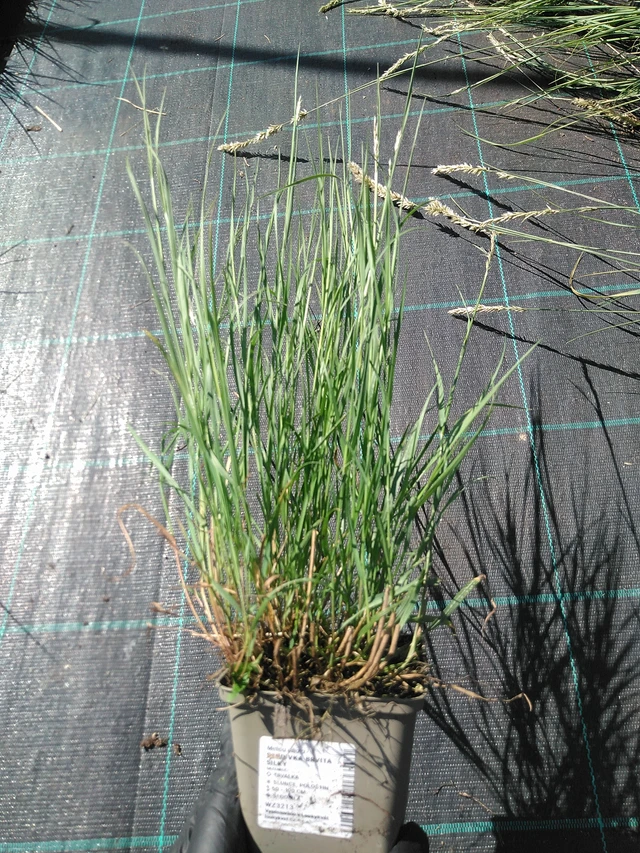 Hiuskolpakko Silky - 19. 8. 2025