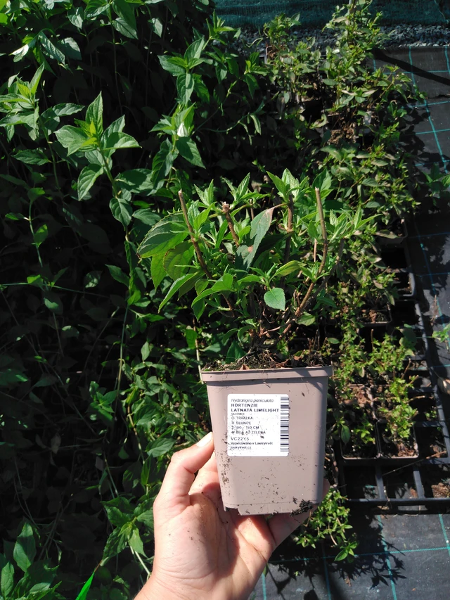 Panicle Hydrangea Limelight - 2024