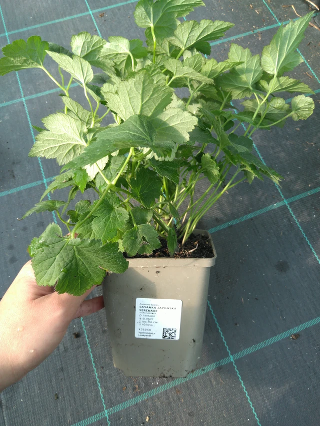 Sasanka japonská Serenade - 11. 7. 2025