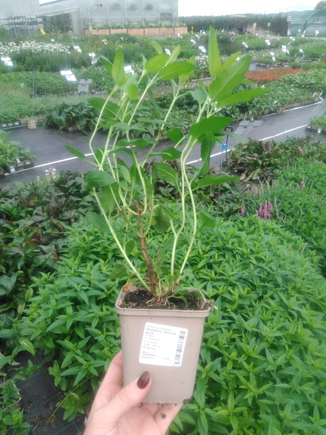 Veronica Skyler Blue - 2024