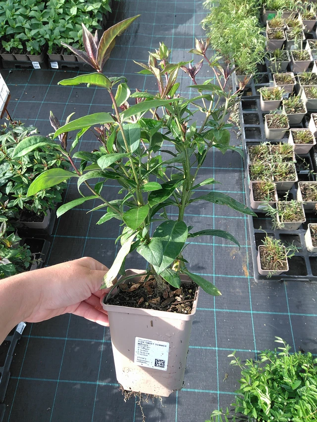 Flox Sweet Summer Melody - 11. 7. 2025