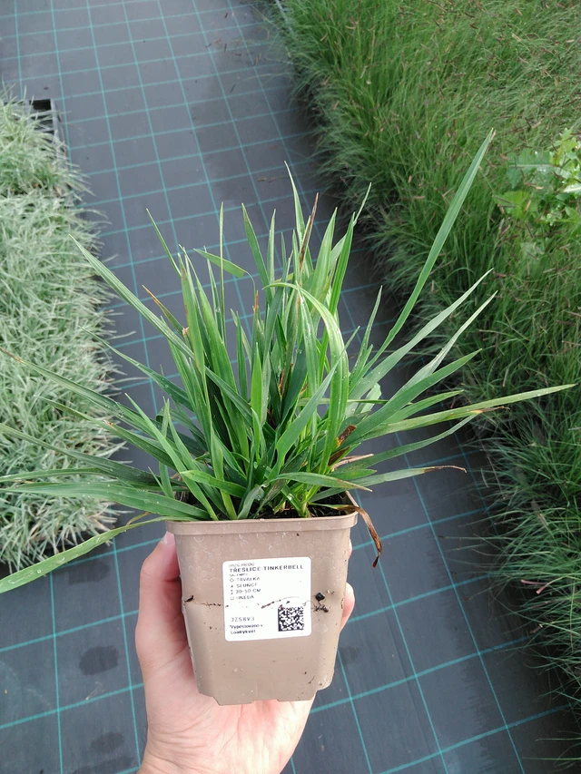 Třeslice Tinkerbell - 28. 7. 2025