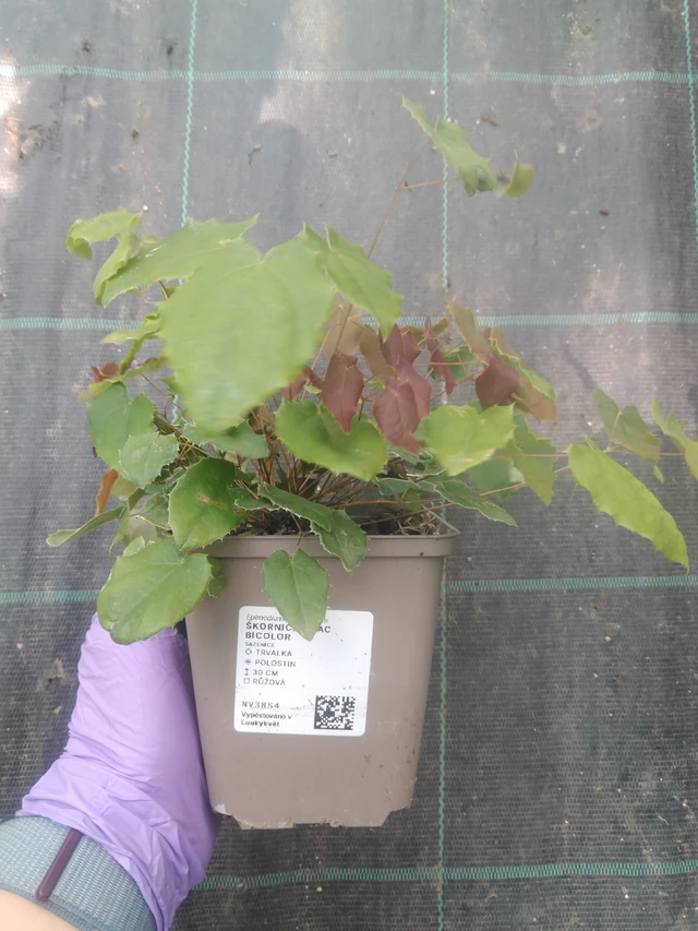 Epimedium Lilac Bicolor - 10. 7. 2025