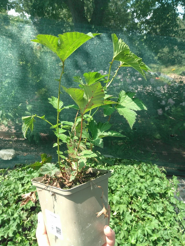 Angervo Kahome - 24. 6. 2025