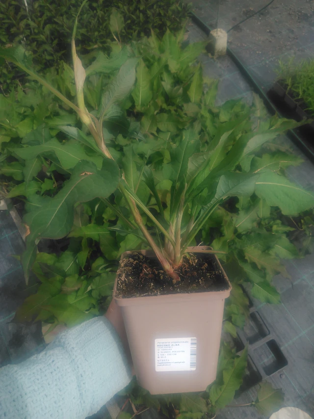 Persicaria Alba - 2024