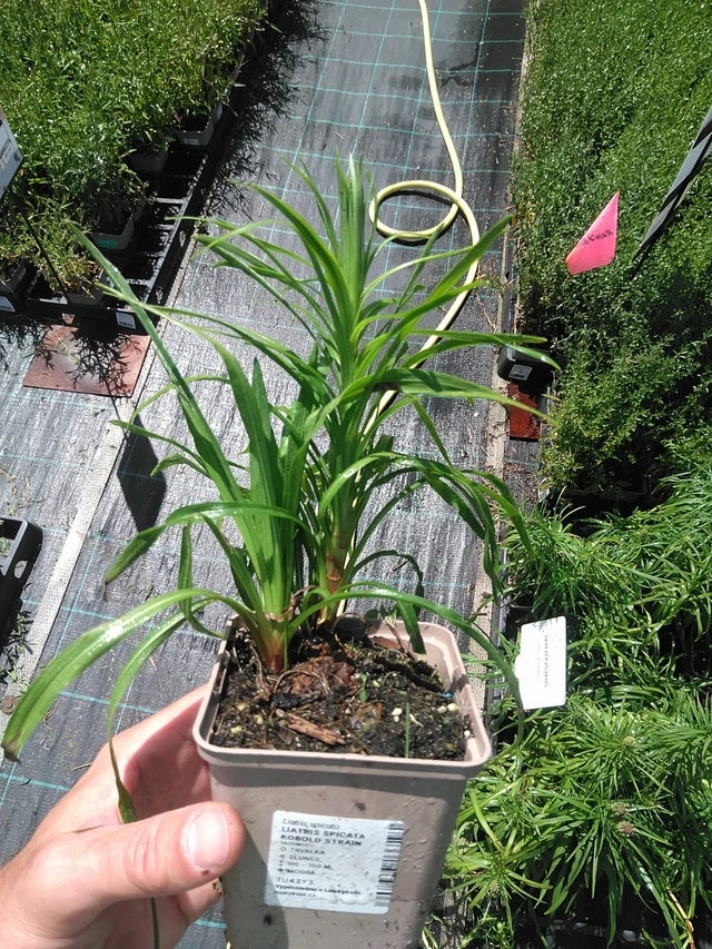 Ruusukaunokki Kobold Strain - 24. 6. 2025