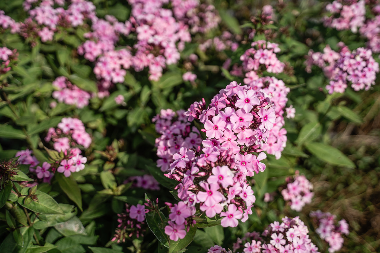 Lángvirág Sweet Summer Melody, Loukykvět