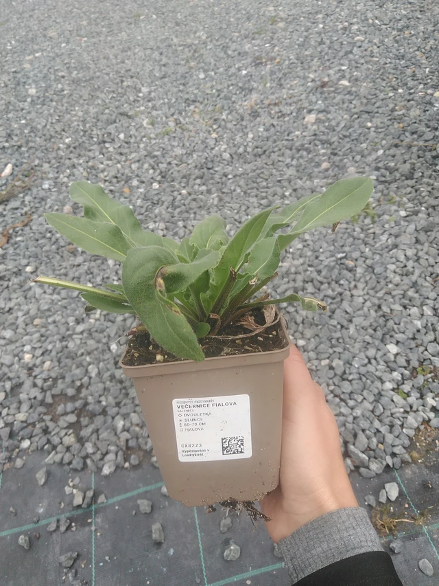 Illakko violetti - 10. 10. 2025