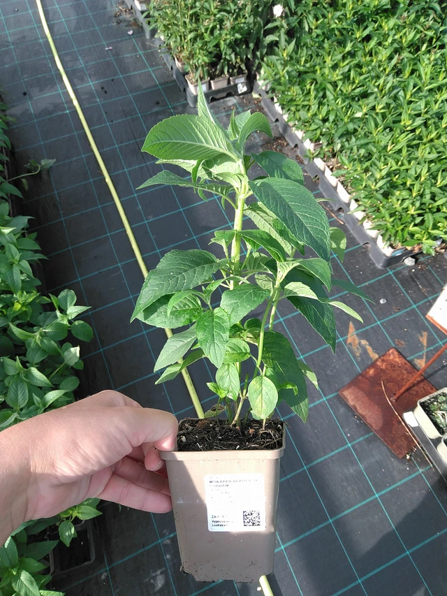 Monarda Beauty of Cobham - 11. 7. 2025