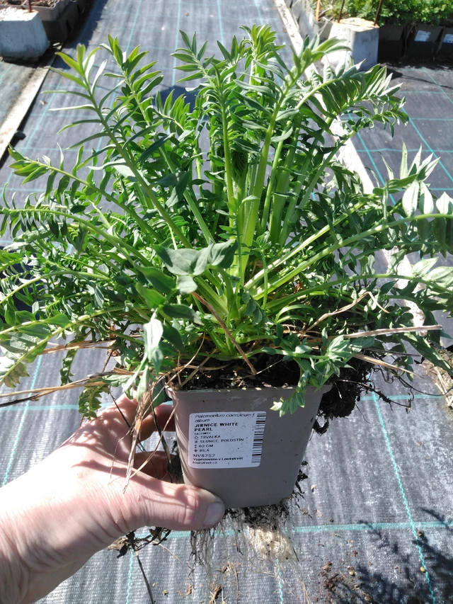 Astrantia White Pearl - 3. 4. 2025