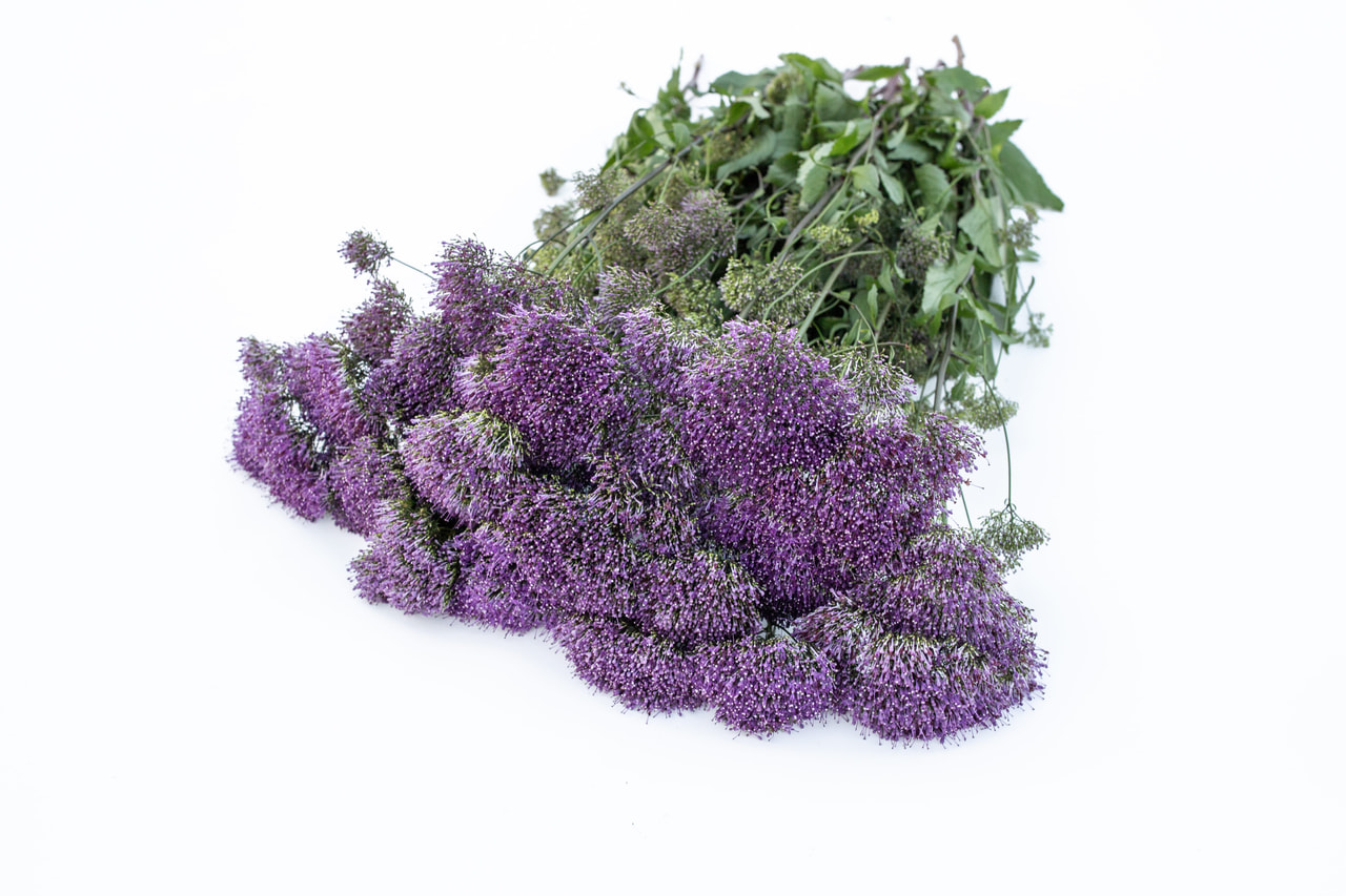 Klokjesbloem Lake Michigan Purple, Loukykvět