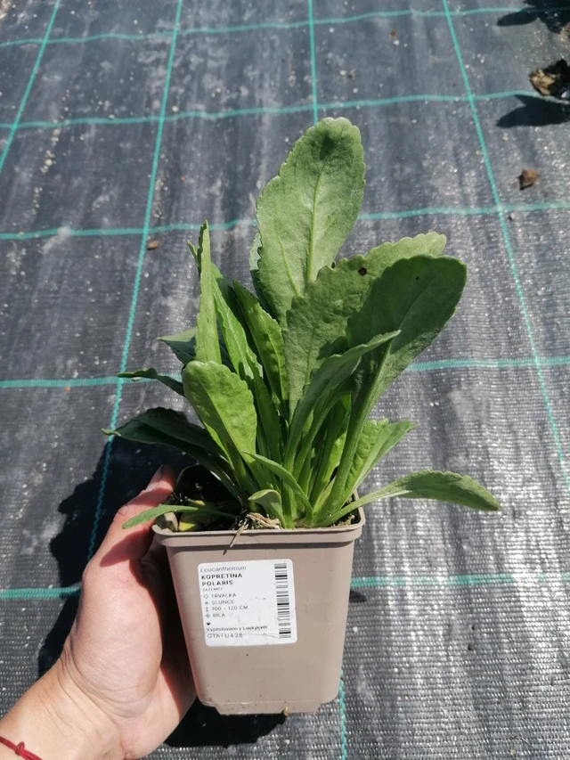 Kopretina Polaris - 2024