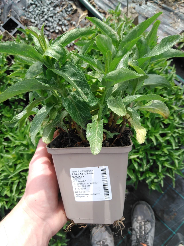 Verónica Pink Damask - 2024