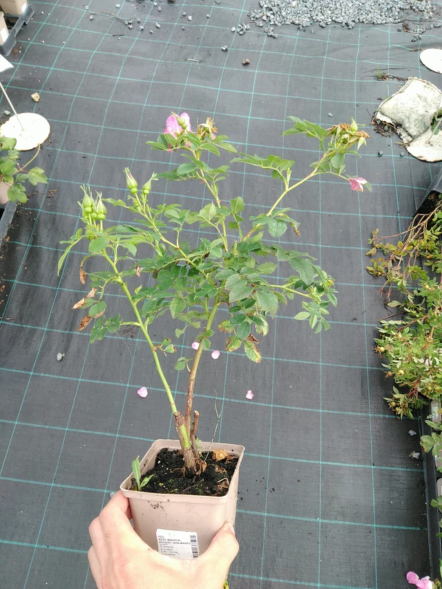 Rose Magical Delight (Kolmade) - 28. 7. 2025