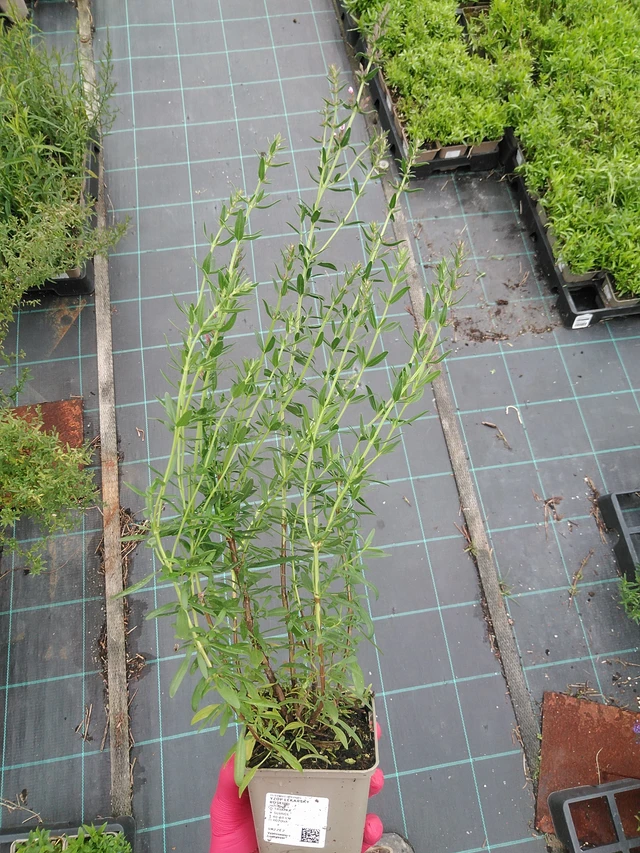 Hisopo officinal Roseus - 29. 7. 2025