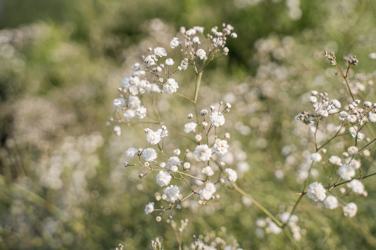 Schleierkraut Perfecta, Loukykvět
