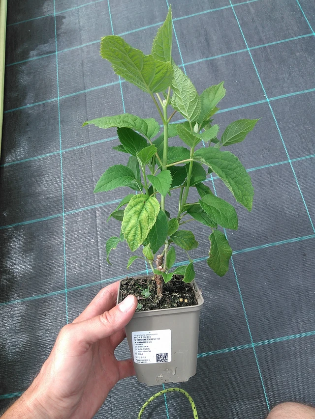 Hortenzie stromečkovitá Annabelle - 26. 6. 2025