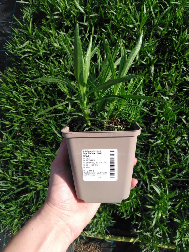 Milenrama The Pearl - 2024