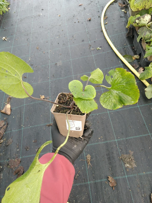 Nomeolvides de hojas grandes  - 31. 10. 2025