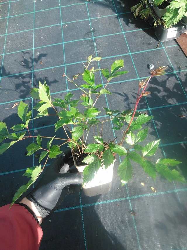 Astilbe Anita Pfeifer - 13. 10. 2025