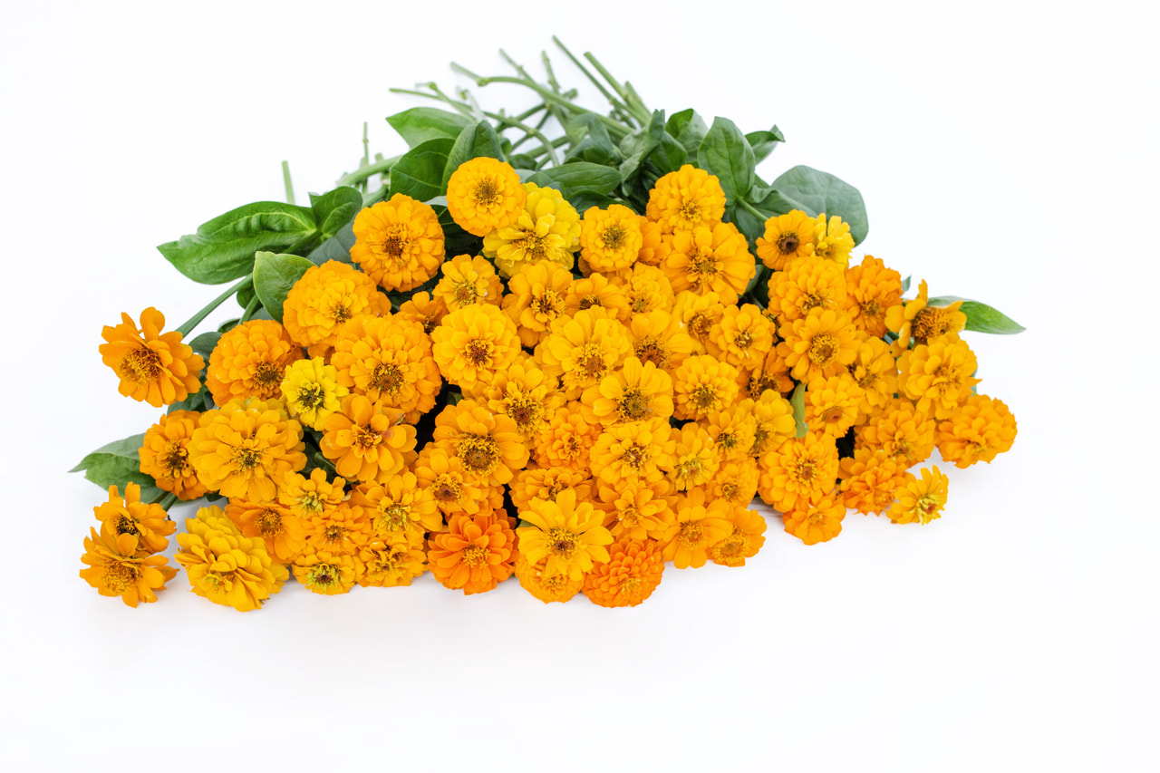 Cínie Oklahoma Golden Yellow, Loukykvět