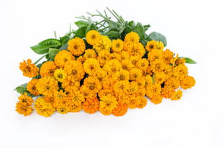 Cínie Oklahoma Golden Yellow, Loukykvět