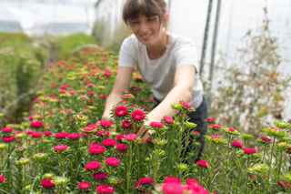 Astra Matsumoto Red, Loukykvět