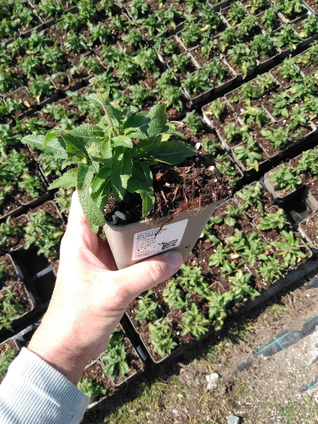 Salvia hajní Blauhügel - 13. 5. 2025