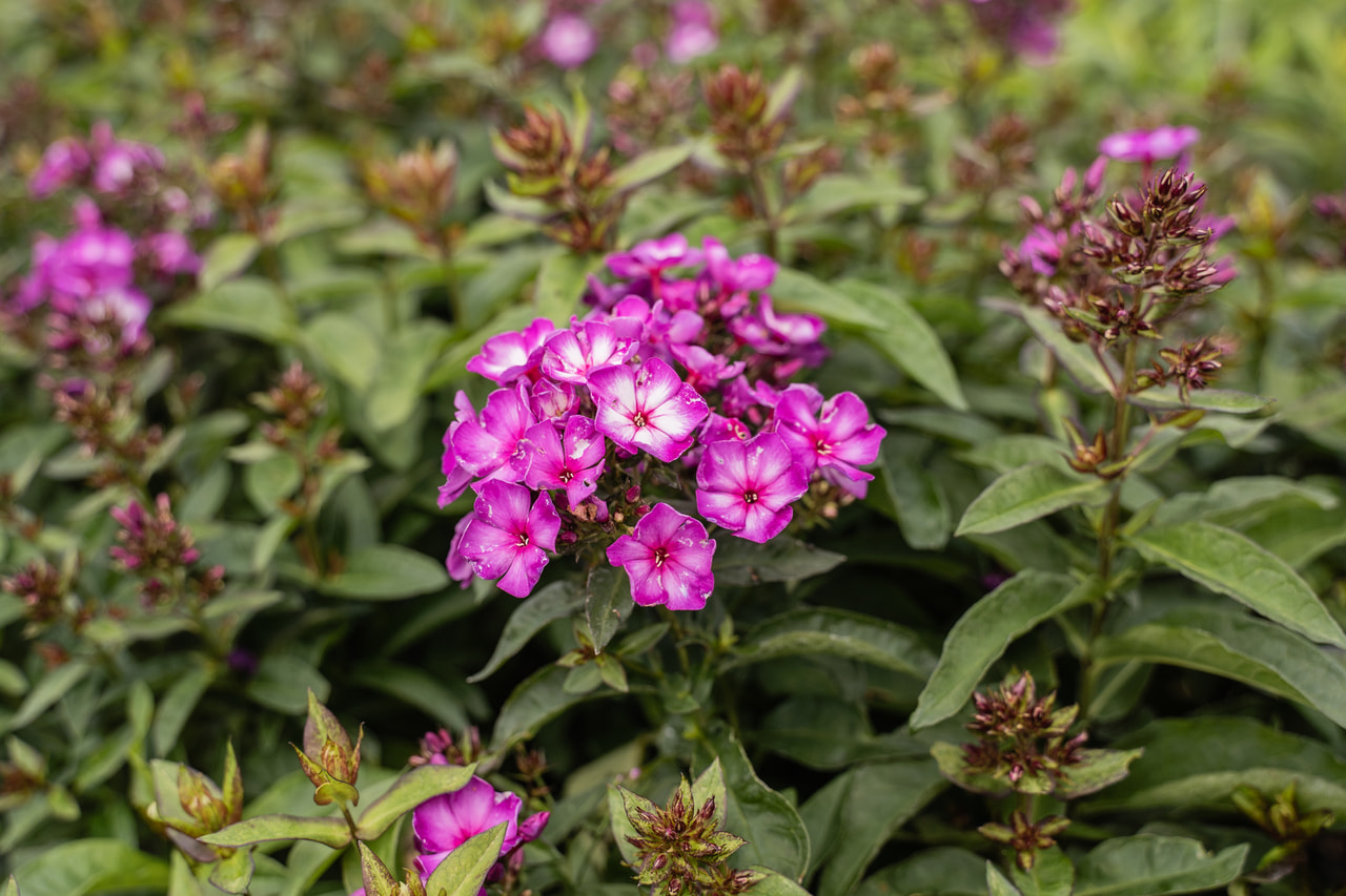 Flammenblume Sweet Summer Fantasy, Loukykvět