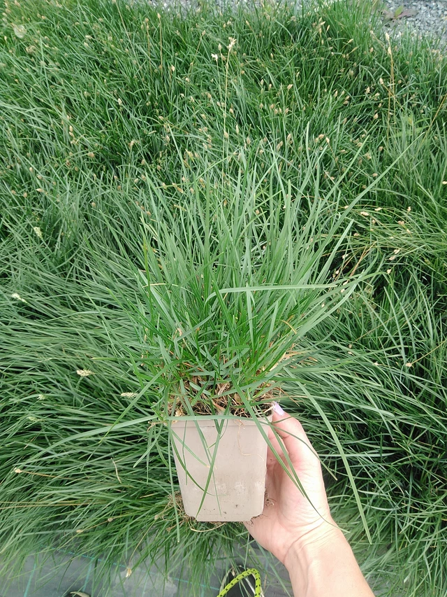 Pěchava vápnomilná - 9. 6. 2025