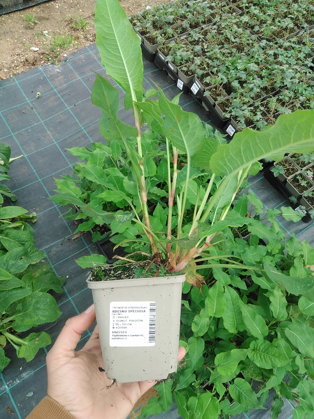 Persicaria Speciosa - 9. 6. 2025