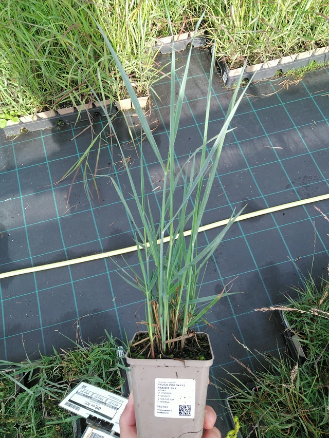 Proso prutnaté Prairie Sky - 28. 7. 2025