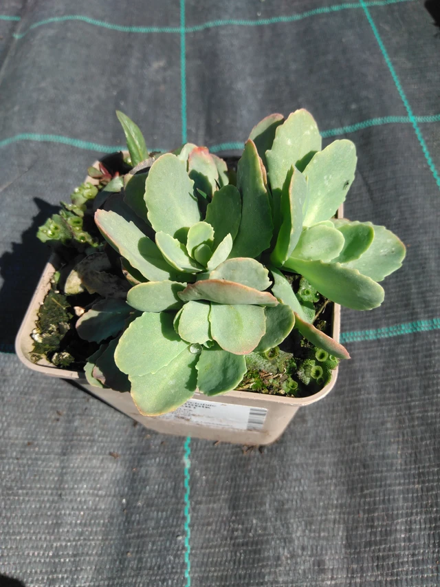 Rozchodník Brilliant - 3. 4. 2025