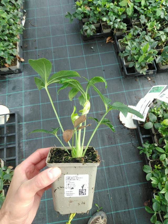 Hellebore Double Ellen Green - 28. 7. 2025